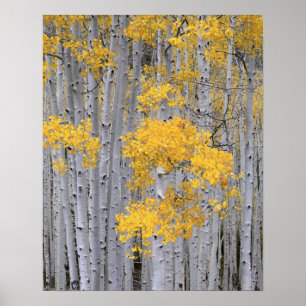 UTAH. USA. Aspen grove (Populus tremuloides) in Poster
