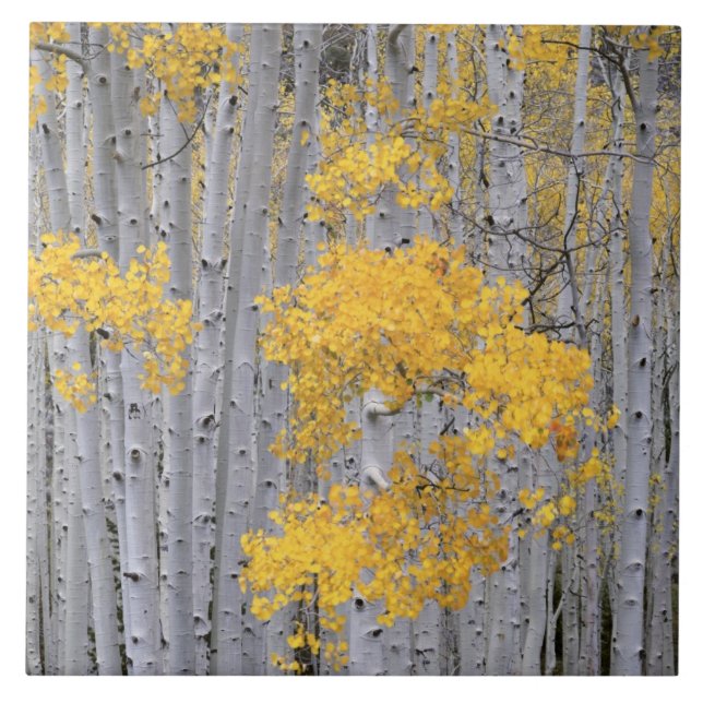 UTAH. USA. Aspen grove (Populus tremuloides) in Tile (Front)
