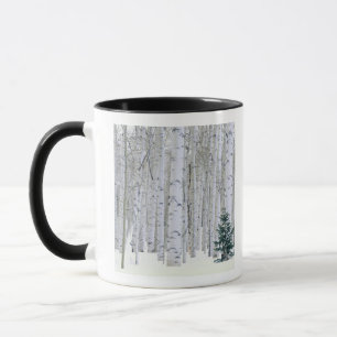 UTAH. USA. Aspen (Populus tremuloides) & Douglas Mug