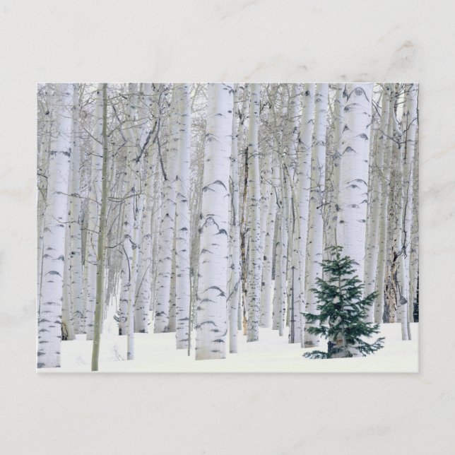 UTAH. USA. Aspen (Populus tremuloides) & Douglas Postcard (Front)