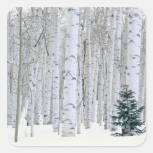 UTAH. USA. Aspen (Populus tremuloides) & Douglas Square Sticker