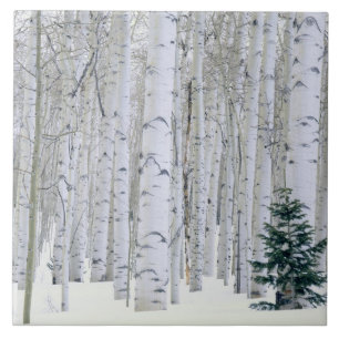 UTAH. USA. Aspen (Populus tremuloides) & Douglas Tile