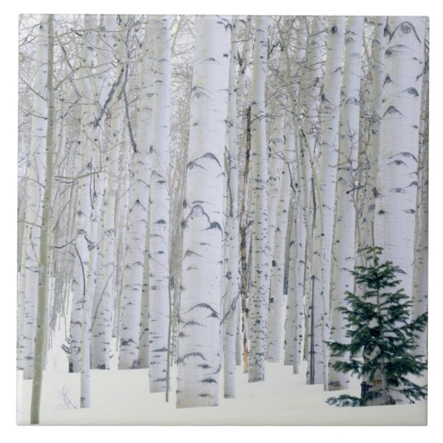 UTAH. USA. Aspen (Populus tremuloides) & Douglas Tile (Front)