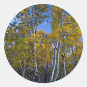 Utah. USA. Aspen Trees And Moon At Dusk Classic Round Sticker