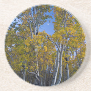 Utah. USA. Aspen Trees And Moon At Dusk Coaster