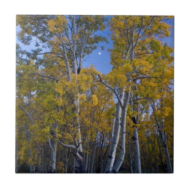 Utah. USA. Aspen Trees And Moon At Dusk Tile (Front)