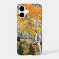 Utah, USA. Aspen Trees And Willow Thickets
