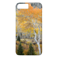 Utah, USA. Aspen Trees And Willow Thickets
