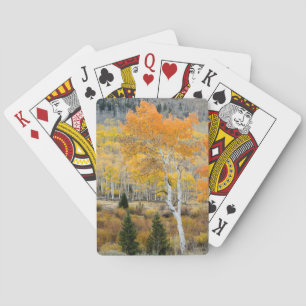 Utah, USA. Aspen Trees And Willow Thickets Playing Cards