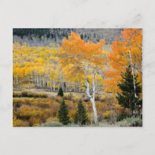 Utah, USA. Aspen Trees And Willow Thickets Postcard