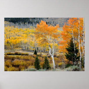 Utah, USA. Aspen Trees And Willow Thickets Poster