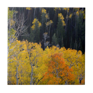 Utah. USA. Aspen Trees In Autumn On The Sevier Ceramic Tile