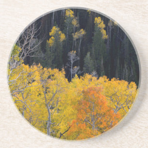 Utah. USA. Aspen Trees In Autumn On The Sevier Coaster