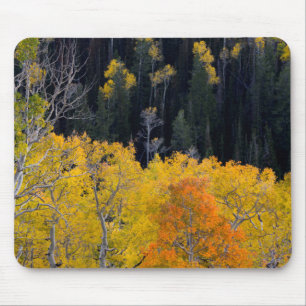 Utah. USA. Aspen Trees In Autumn On The Sevier Mouse Pad