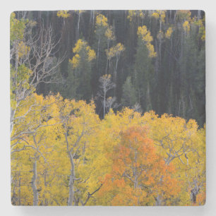 Utah. USA. Aspen Trees In Autumn On The Sevier Stone Coaster