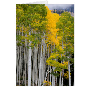 Utah. USA. Aspen Trees (Populus Tremuloides)