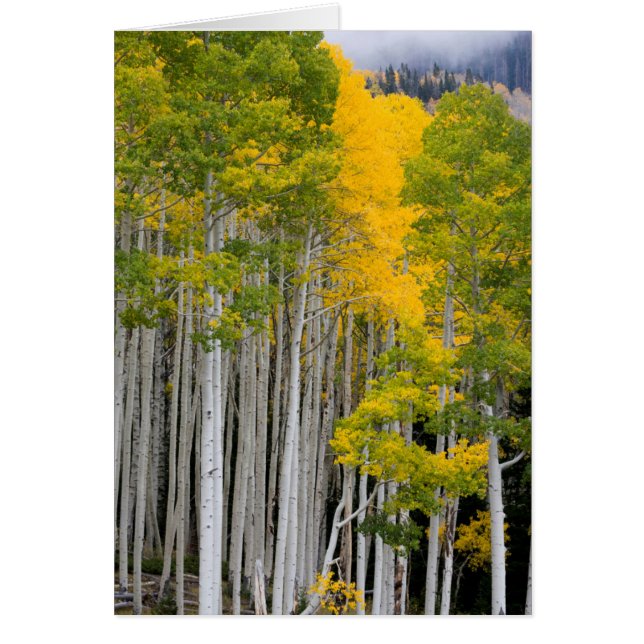 Utah. USA. Aspen Trees (Populus Tremuloides) (Front)