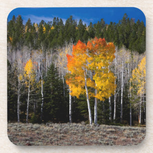Utah, USA. Aspen Trees (Populus Tremuloides) 2 Coaster