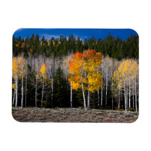 Utah, USA. Aspen Trees (Populus Tremuloides) 2 Magnet