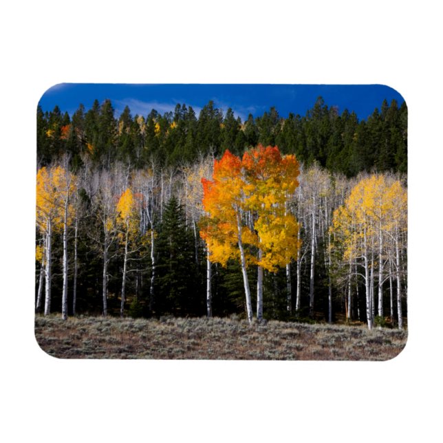 Utah, USA. Aspen Trees (Populus Tremuloides) 2 Magnet (Horizontal)