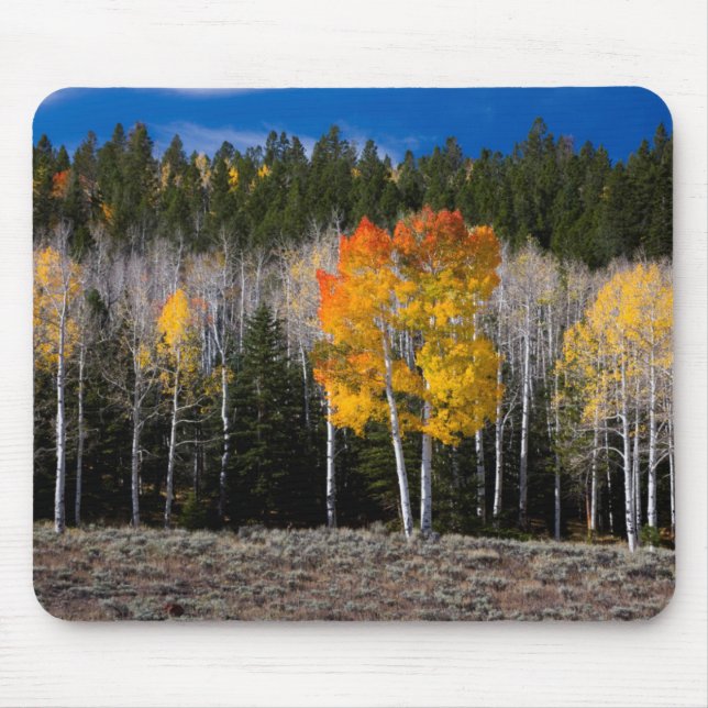 Utah, USA. Aspen Trees (Populus Tremuloides) 2 Mouse Pad (Front)