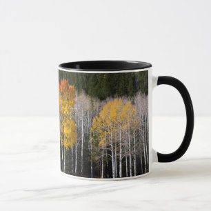 Utah, USA. Aspen Trees (Populus Tremuloides) 2 Mug