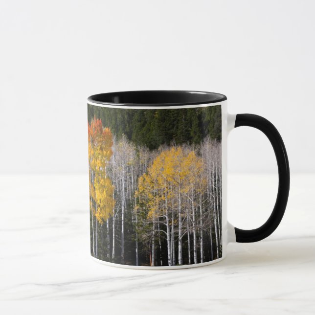 Utah, USA. Aspen Trees (Populus Tremuloides) 2 Mug (Right)