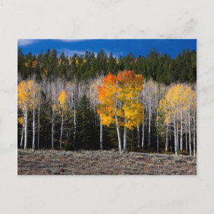 Utah, USA. Aspen Trees (Populus Tremuloides) 2 Postcard