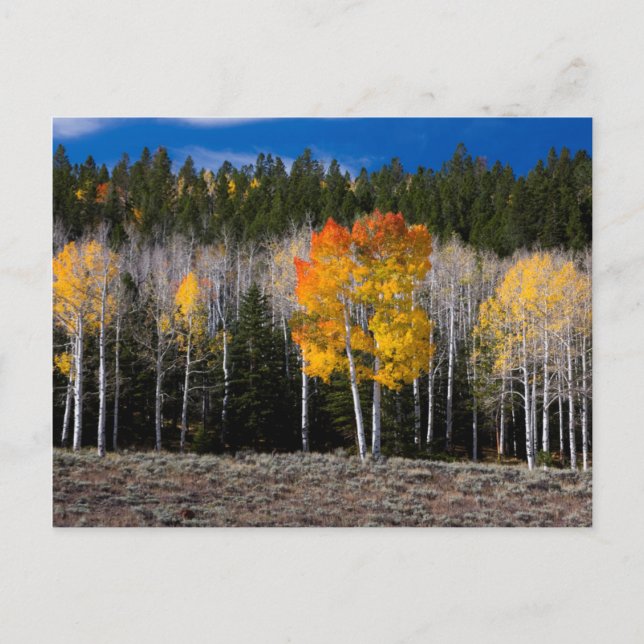 Utah, USA. Aspen Trees (Populus Tremuloides) 2 Postcard (Front)