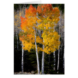 Utah, USA. Aspen Trees (Populus Tremuloides) 3
