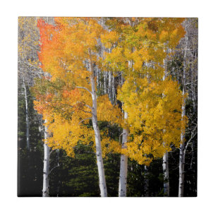 Utah, USA. Aspen Trees (Populus Tremuloides) 3 Ceramic Tile