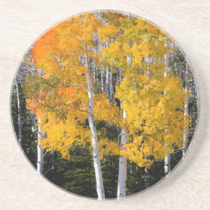 Utah, USA. Aspen Trees (Populus Tremuloides) 3 Coaster