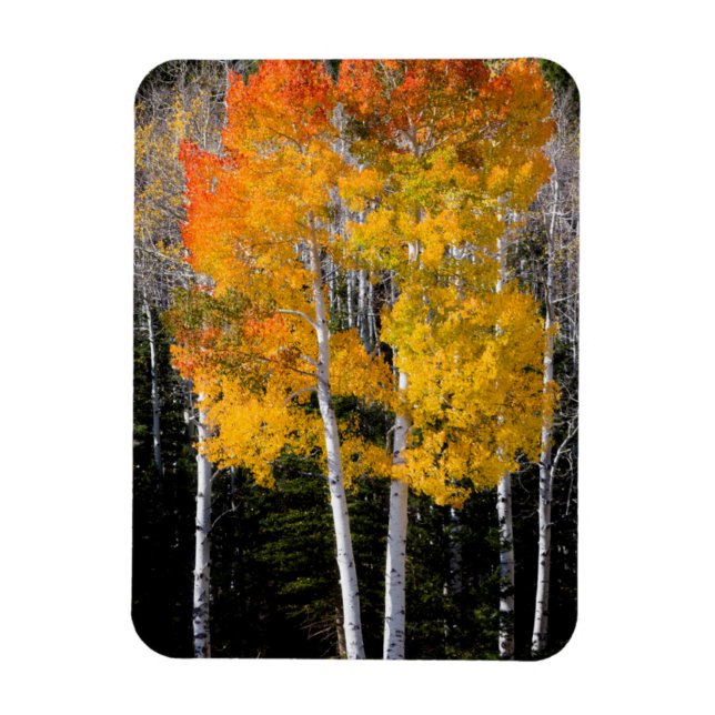 Utah, USA. Aspen Trees (Populus Tremuloides) 3 Magnet (Vertical)