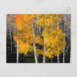 Utah, USA. Aspen Trees (Populus Tremuloides) 3 Postcard