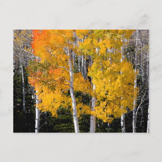 Utah, USA. Aspen Trees (Populus Tremuloides) 3 Postcard (Front)