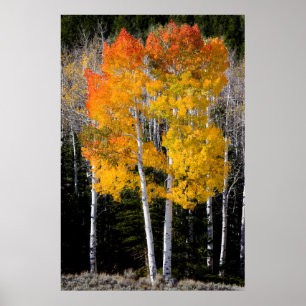 Utah, USA. Aspen Trees (Populus Tremuloides) 3 Poster