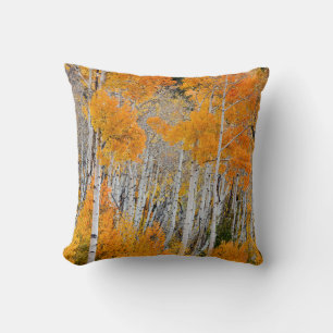 Utah, USA. Aspen Trees (Populus Tremuloides) 4 Cushion