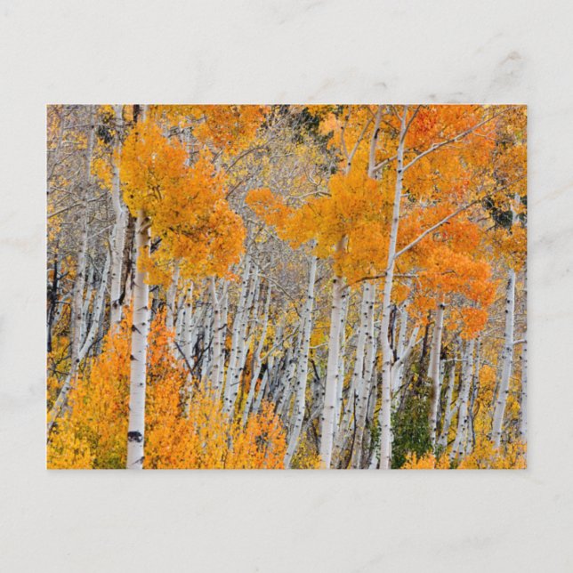 Utah, USA. Aspen Trees (Populus Tremuloides) 4 Postcard (Front)