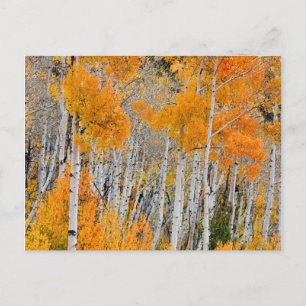 Utah, USA. Aspen Trees (Populus Tremuloides) 4 Postcard