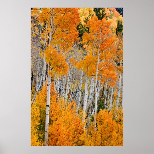 Utah, USA. Aspen Trees (Populus Tremuloides) 4 Poster (Front)