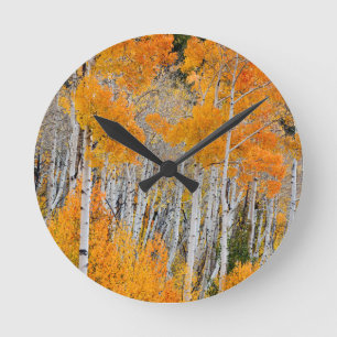 Utah, USA. Aspen Trees (Populus Tremuloides) 4 Round Clock