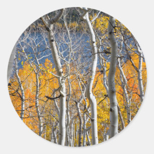 Utah, USA. Aspen Trees (Populus Tremuloides) Classic Round Sticker