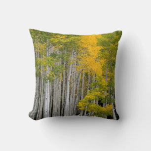 Utah. USA. Aspen Trees (Populus Tremuloides) Cushion