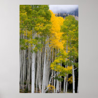 Utah. USA. Aspen Trees (Populus Tremuloides)