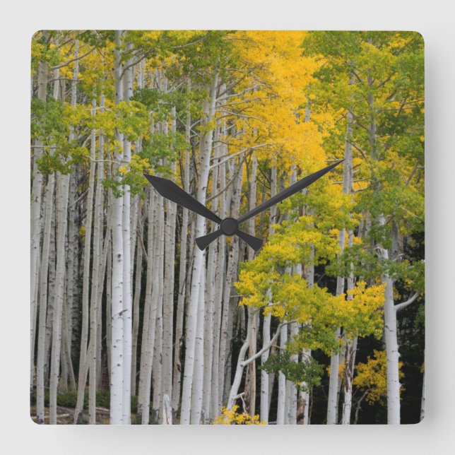 Utah. USA. Aspen Trees (Populus Tremuloides) Square Wall Clock (Front)