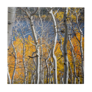 Utah, USA. Aspen Trees (Populus Tremuloides) Tile
