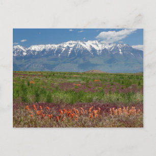 Utah, USA. Mt. Timpanogos Rises Above Postcard