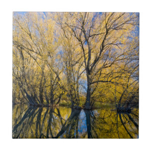 Utah. USA. Peachleaf Willow Trees Ceramic Tile