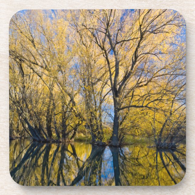 Utah. USA. Peachleaf Willow Trees Coaster (Front)