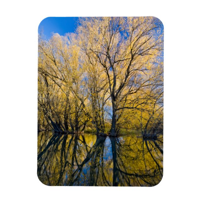 Utah. USA. Peachleaf Willow Trees Magnet (Vertical)